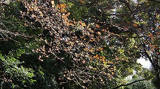 dsc00046_thumb.jpg