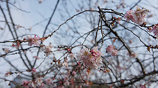 dsc00019_thumb.jpg