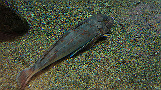 dsc00050_thumb.jpg