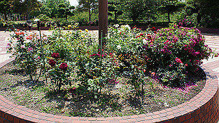 dsc00238_thumb.jpg