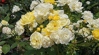 dsc00241_thumb.jpg