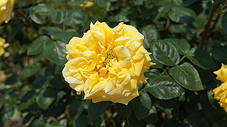 dsc00242_thumb.jpg