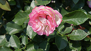 dsc00244_thumb.jpg