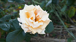 dsc00246_thumb.jpg