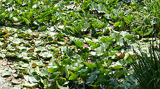 dsc00258_thumb.jpg