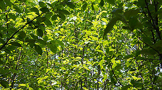 dsc00260_thumb.jpg