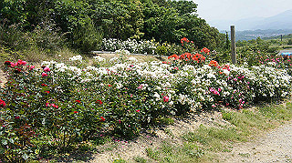 dsc00267_thumb.jpg