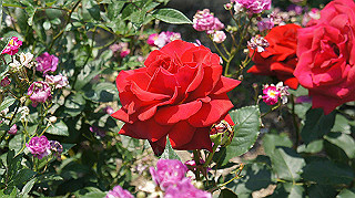 dsc00268_thumb.jpg