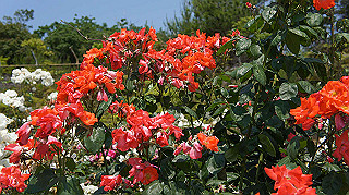 dsc00272_thumb.jpg