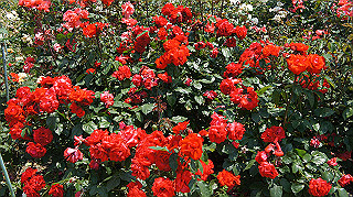 dsc00274_thumb.jpg