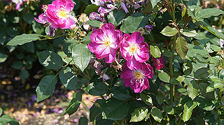 dsc00275_thumb.jpg