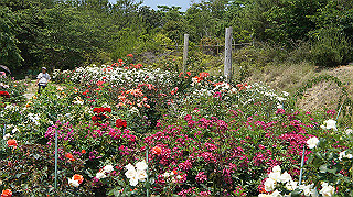 dsc00278_thumb.jpg
