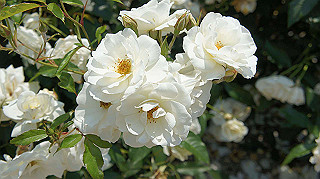 dsc00280_thumb.jpg