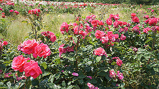 dsc00293_thumb.jpg