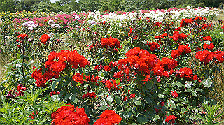 dsc00294_thumb.jpg