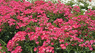 dsc00296_thumb.jpg