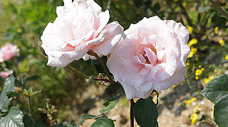 dsc00297_thumb.jpg