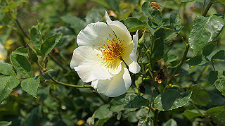 dsc00298_thumb.jpg