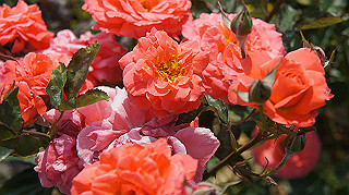 dsc00299_thumb.jpg