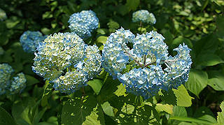 dsc00317_thumb.jpg