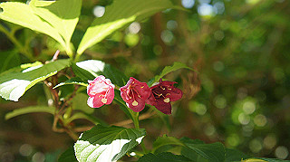 dsc00324_thumb.jpg