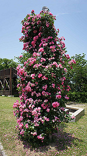 dsc00345_thumb.jpg