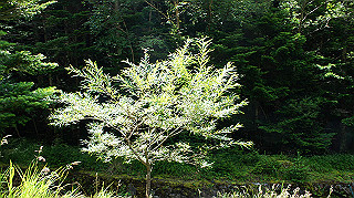 dsc00019_thumb.jpg