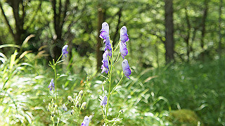 dsc00034_thumb.jpg