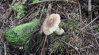 dsc00046_thumb.jpg