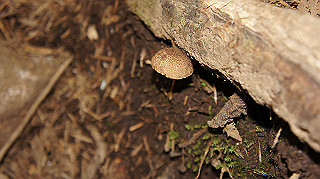 dsc00047_thumb.jpg
