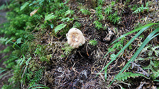 dsc00049_thumb.jpg