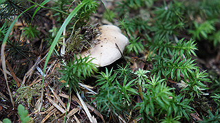 dsc00050_thumb.jpg