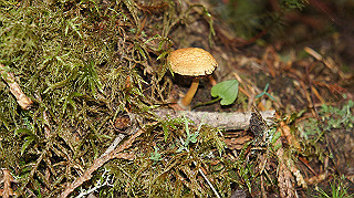 dsc00051_thumb.jpg