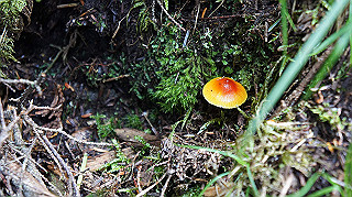 dsc00052_thumb.jpg
