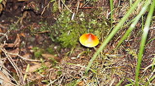 dsc00053_thumb.jpg