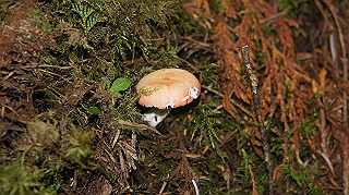 dsc00054_thumb.jpg