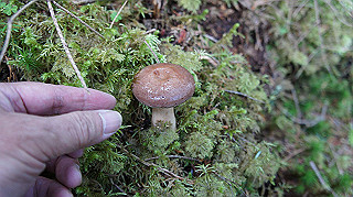 dsc00056_thumb.jpg
