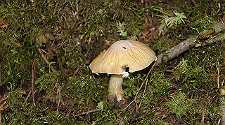 dsc00057_thumb.jpg