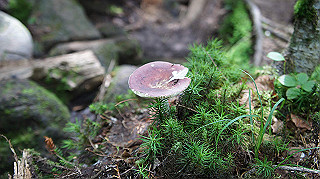 dsc00067_thumb.jpg