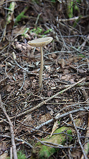 dsc00068_thumb.jpg