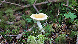 dsc00071_thumb.jpg