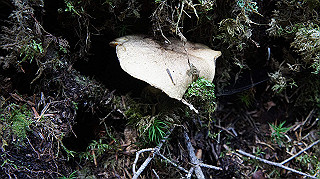 dsc00072_thumb.jpg