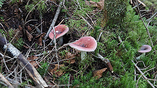 dsc00073_thumb.jpg