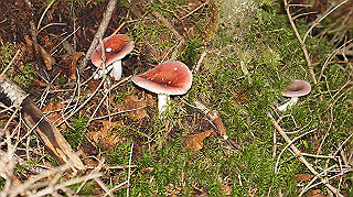 dsc00074_thumb.jpg