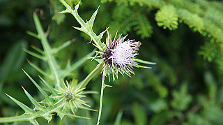 dsc00110_thumb.jpg