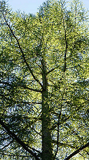 dsc00017_thumb.jpg