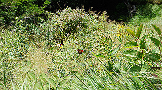 dsc00080_thumb.jpg