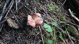 dsc00091_thumb.jpg
