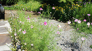 dsc00090_thumb.jpg