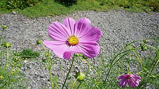 dsc00091_thumb.jpg